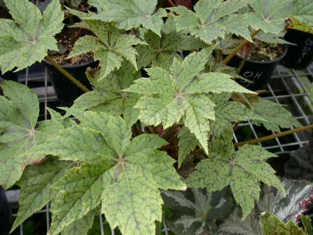 B. ‘GrxRB01’